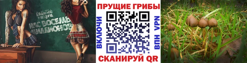 Купить закладки  Краснокамск  Галлюциногенные грибы Psilocybine cubensis 